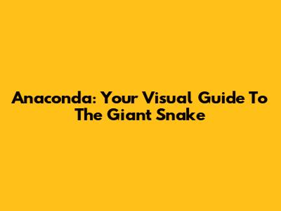 Anaconda: Your Visual Guide To The Giant Snake
