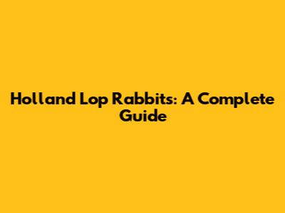 Holland Lop Rabbits: A Complete Guide