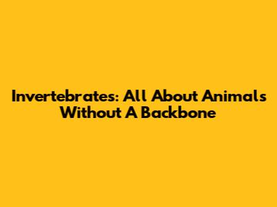 Invertebrates: All About Animals Without A Backbone