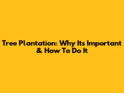Tree Plantation: Why It's Important & How To Do It